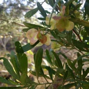 Perth hop bush seeds 3