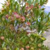 Perth hop bush seeds 4
