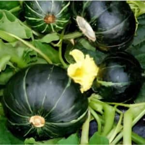 Pumpkin buttercup seeds 1