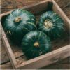 Pumpkin buttercup seeds