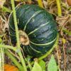 Pumpkin buttercup seeds 2