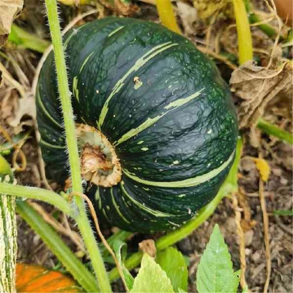 pumpkin-buttercup-seeds-2 Pumpkin buttercup seeds 2