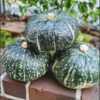 Pumpkin buttercup seeds 3