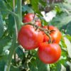 four rumseys red salad tomato hanging on the vine