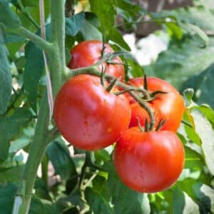 four rumseys red salad tomato hanging on the vine