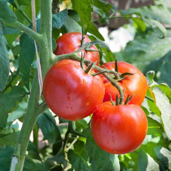 tomato-rumseys-red-1 four rumseys red salad tomato hanging on the vine