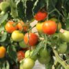 tomato rumseys red vines in various levels of ripeness
