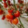production-vines-rumseys red tomato