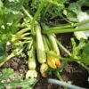 several young zuchini genovese growing low down on a bush with its yellow flowers