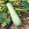one fully grown zucchini genovese on the vine