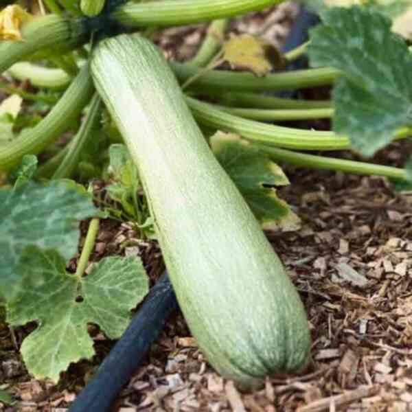 zucchini-genovese-seeds-2 one fully grown zucchini genovese on the vine