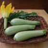three zucchini genovese in a basket with one cu off flower stem