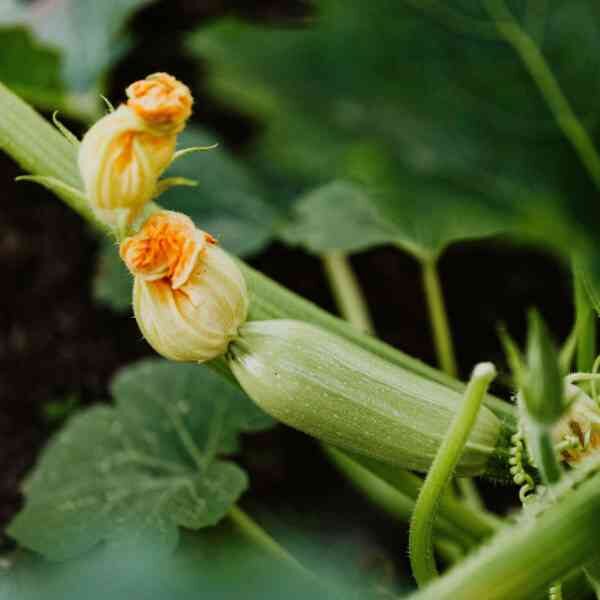 zucchini-grey-seeds-1 very young grey zucchini with flower still attached on the vine