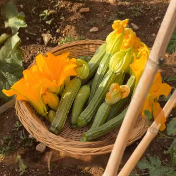 zucchini-grey-seeds-2 sveral picked grey zucchini with their flowers attached in a wicker basket