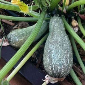 zucchini grey growing on the vine