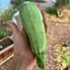 grey zucchini in the hand with a vegetable garden background