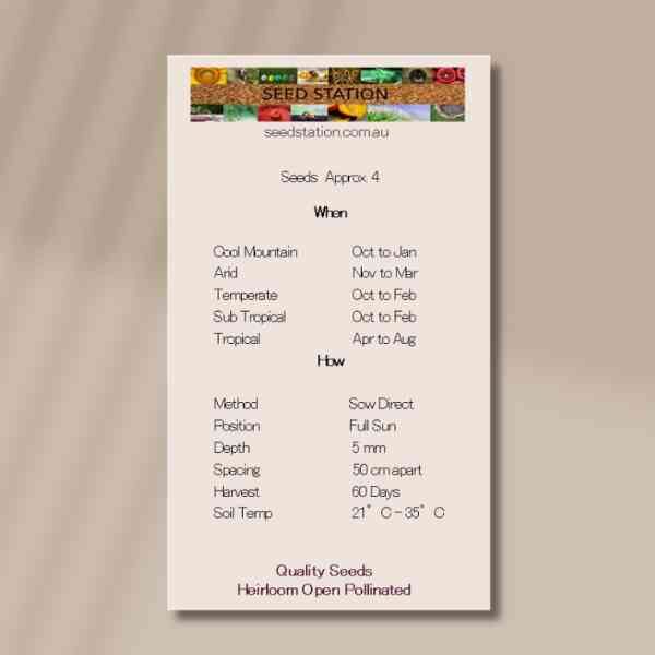 zucchini-straightneck-back back of seed packet for zucchini straightneck giving growing instructions