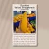 front of seed packet for zucchini straight neck showing a hand holding the bulbous yellow zucchini and a description