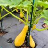 Zucchini yellow straight neck growing up a pole