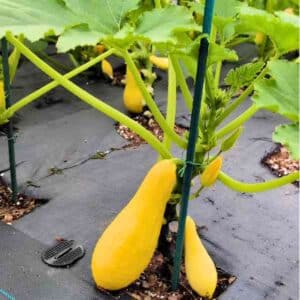 Zucchini yellow straight neck growing up a pole