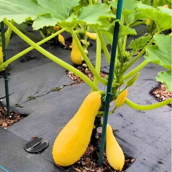 zucchini-yellow-straightneck-seeds-1 Zucchini yellow straight neck growing up a pole