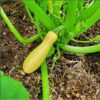 a young yellow straightneck zucchini emerging from a plant