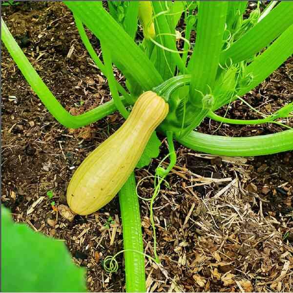 zucchini-yellow-straightneck-seeds-3 a young yellow straightneck zucchini emerging from a plant