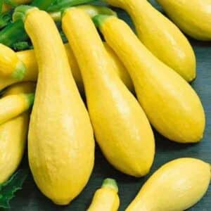 several yellow zucchini straight neck with their straightneck and bulbous bottom