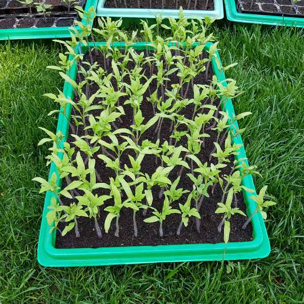 post growing tomatoes from seed 3