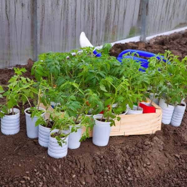 tomato seedlings in small white pots on the ground and in a wooden tray