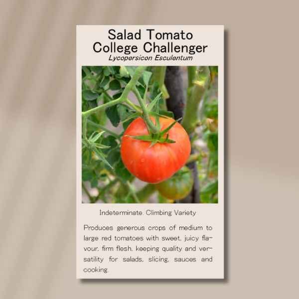 tomato-college-challenge-front front of seed packet for tomato college challenger