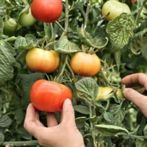 a hand plucking a tomato college challenger from the vine