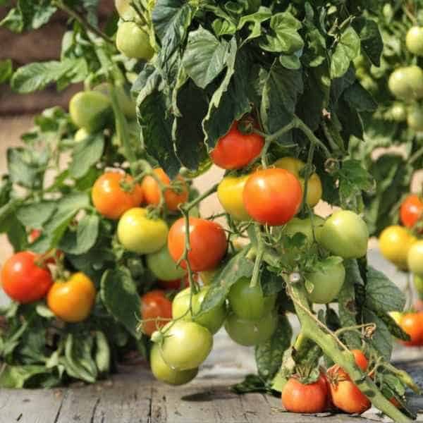tomato-college-challenger-seeds-2 tomato vine full with tomato college challenger in various stages of ripeness