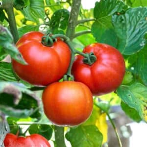 four tomato college challenger on the vine