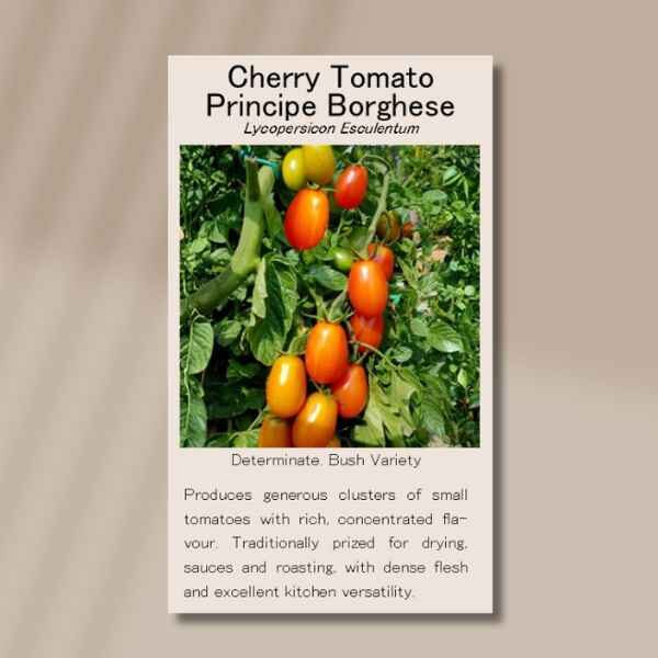 tomato-principe-borghese-front front of Principe Borghese seed packet