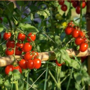 clusters of tomato Principe Borghese on the vine
