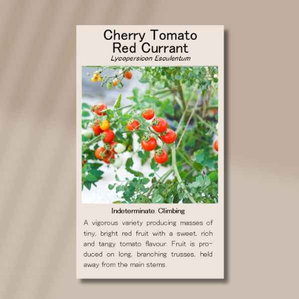 tomato-red-currant-front The front side of the red currant tomato seed packet