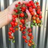 a female hand holding a bunch of red currant tomatoes