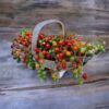 a bunch of red currant cherry tomatoes sitting in a metal basket