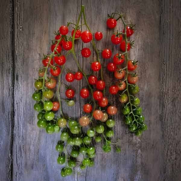 tomato-red-currant-seeds-3 a bunch of red currant tomatoes flat on a wooden board