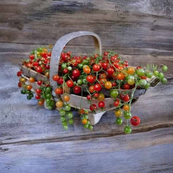 tomato-red-currant-seeds a bunch of red currant cherry tomatoes sitting in a metal basket