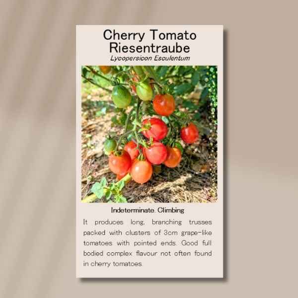tomato-riesentraube-front Front of the tomato Riesentraube seed packet