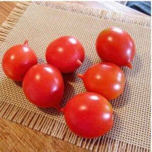 six Riesentraube tomatoes on a hessian mat