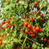 Clusters of the cherry tomato reisentraube on a large vine