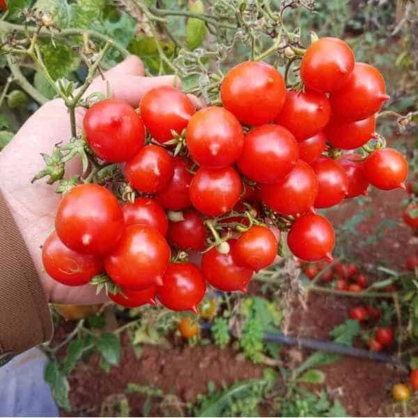 tomato-riesentraube-seeds-3 a person holding a cluster of Riesentraube tomatoes