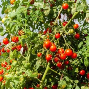 Clusters of the cherry tomato reisentraube on a large vine