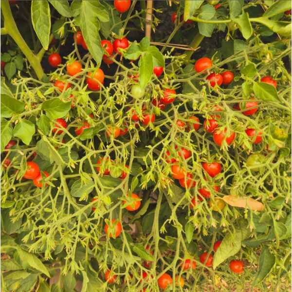 tomato-riesentraube-seeds-4 a tomato Riesentraube pant