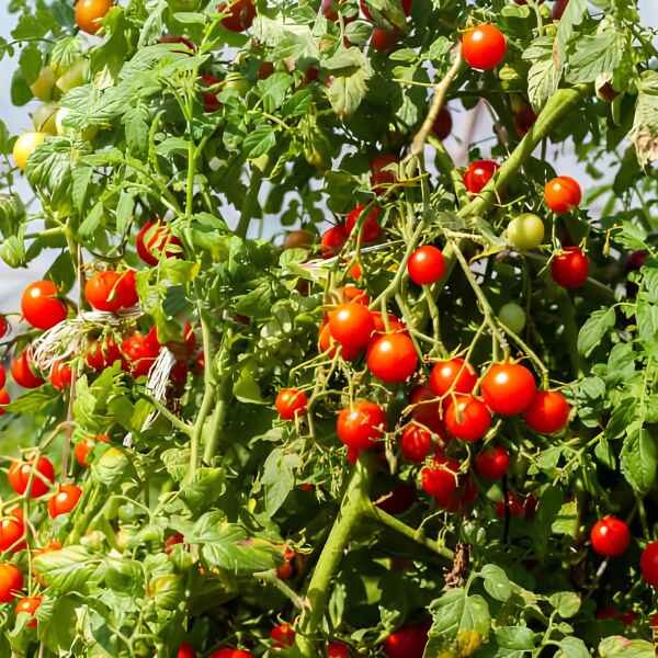 tomato-riesentraube-seeds Clusters of the cherry tomato reisentraube on a large vine