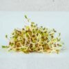 alfalfa-sprouting-seeds-1