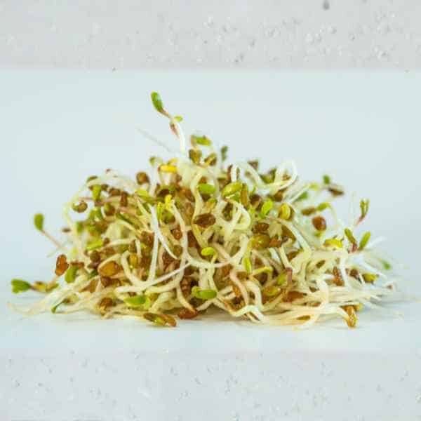 alfalfa-sprouting-seeds-1 alfalfa-sprouting-seeds-1